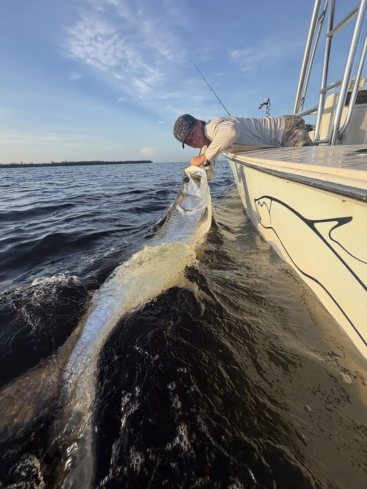 Angler leaning over the side of a boat while holding a large tarpon at the surface of the water near Sarasota, Florida.